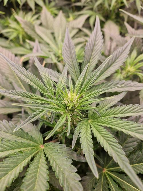 Shady apples. Week 7 - Special queen 1