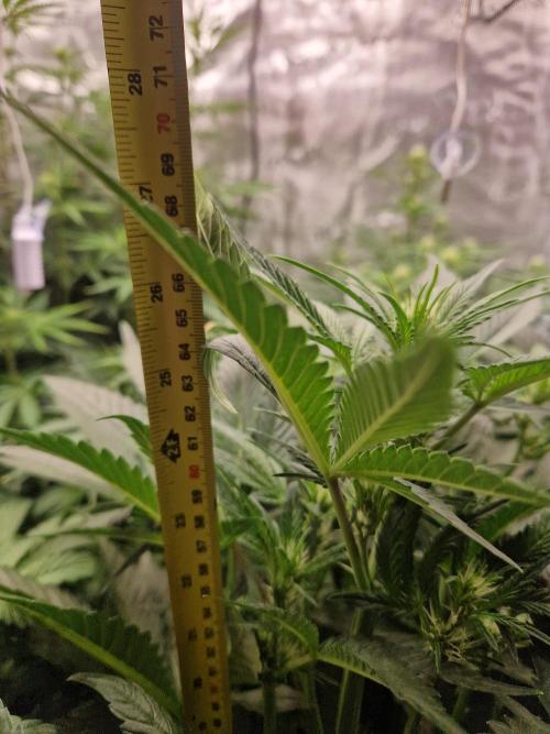 Shady apples. Week 7 - Special queen1