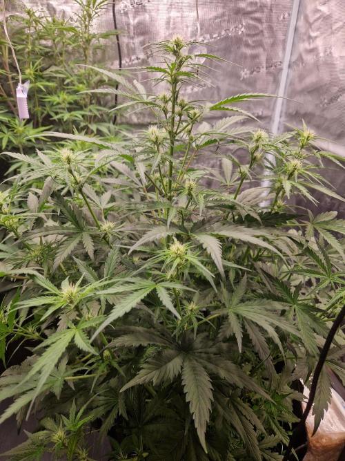 Shady apples. Week 7 - Watermelon candy