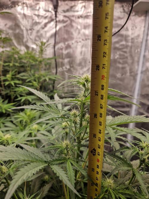 Shady apples. Week 7 - Watermelon candy