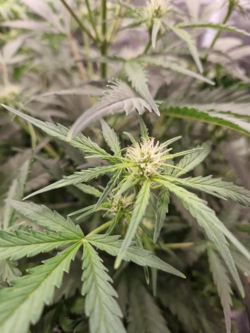 Shady apples. Week 7 - Watermelon candy