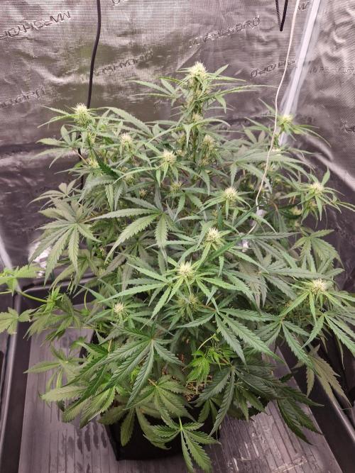 Shady apples. Week 8 - Special queen