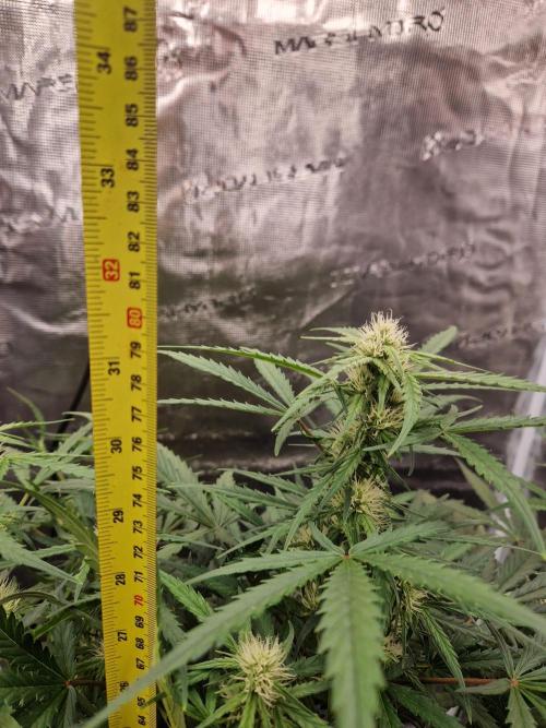 Shady apples. Week 8 - Special queen