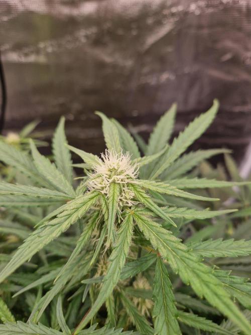 Shady apples. Week 8 - Special queen