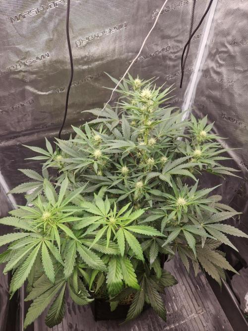 Shady apples. Week 8 - Watermelon candy