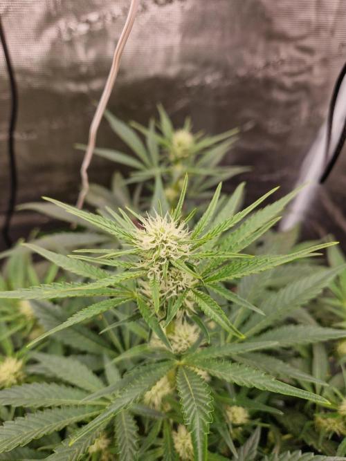 Shady apples. Week 8 - Watermelon candy