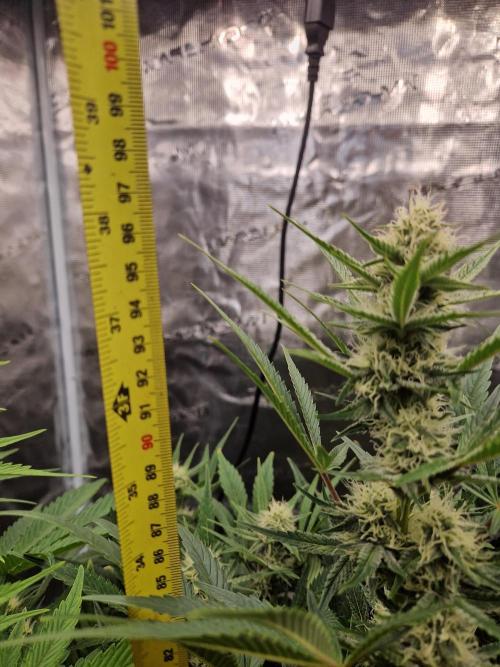 Shady apples. Week 9 - Special queen1