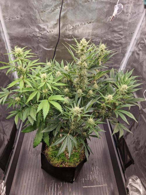 Shady apples. Week 9 - Special queen 1
