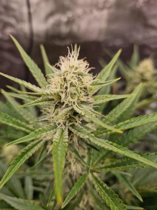 Shady apples. Week 9 - Special queen 1