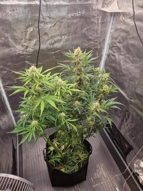 Shady apples. Week 10 - Special queen1