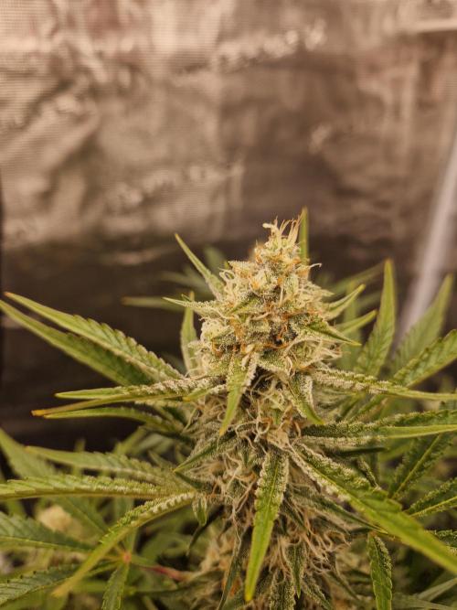 Shady apples. Week 10 - Special queen 1