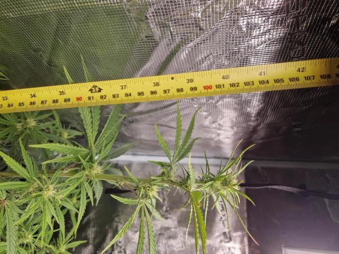 Shady apples. Week 7 - Shady apples