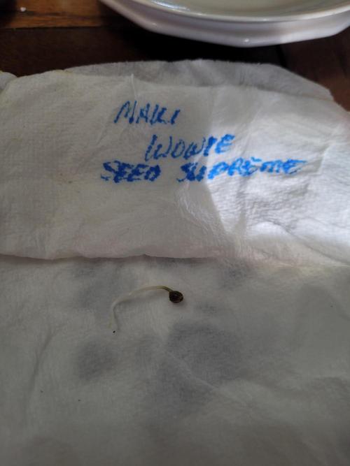 Maui Wowie Seed Supreme. Week 0 - Looks like a great start! 36 hrs in paper towel.