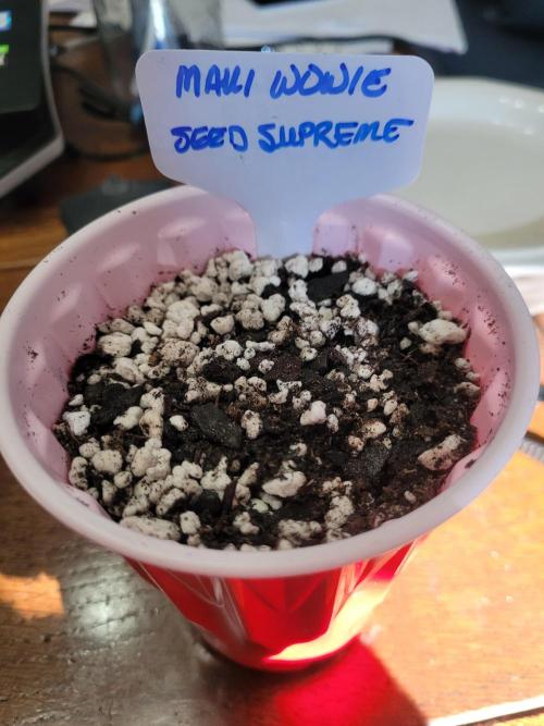 Maui Wowie Seed Supreme. Week 0 - In her temporary home.