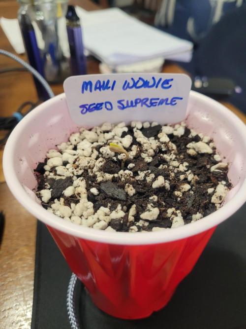Maui Wowie Seed Supreme. Week 0 - Looking good!