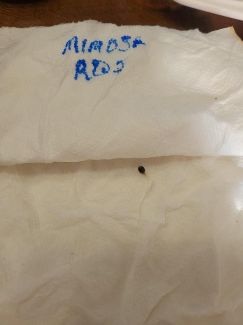 Mimosa Royal Queen Seeds. Week 0 - Growing like a weed! :-D