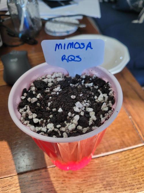 Mimosa Royal Queen Seeds. Week 0 - Temporary housing