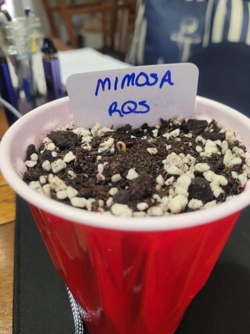 Mimosa Royal Queen Seeds. Week 0 - Moist and warm