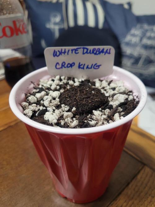 White Durban Crop King. Week 0 - Tucked in a nice warm home environment