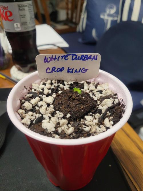 White Durban Crop King. Week 0 - She seems happy!