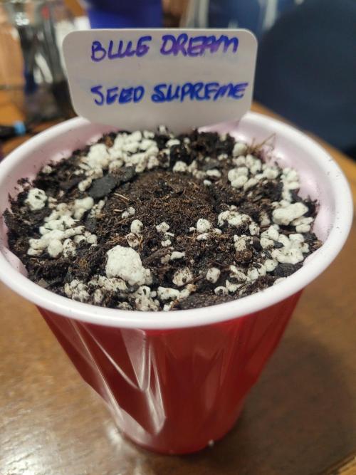 Blue Dream Seed Supreme. Week 0 - About to make her entrance :-)