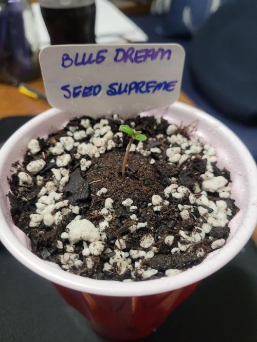 Blue Dream Seed Supreme. Week 0 - And there she is!