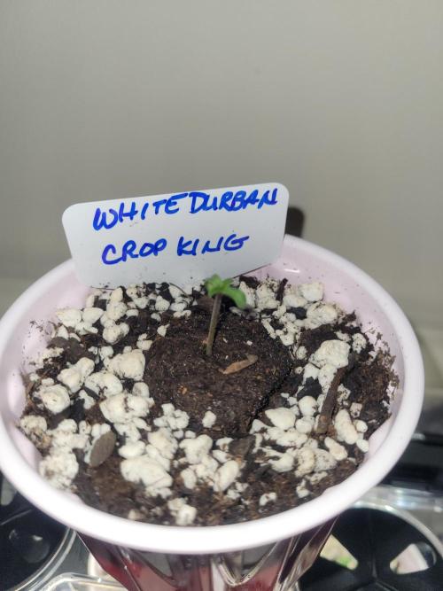 White Durban Crop King. Week 0 - Day 2 with first true leaves