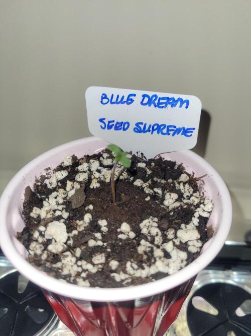 Blue Dream Seed Supreme. Week 0 - She's a happy girl! Showing off her first true leaves!