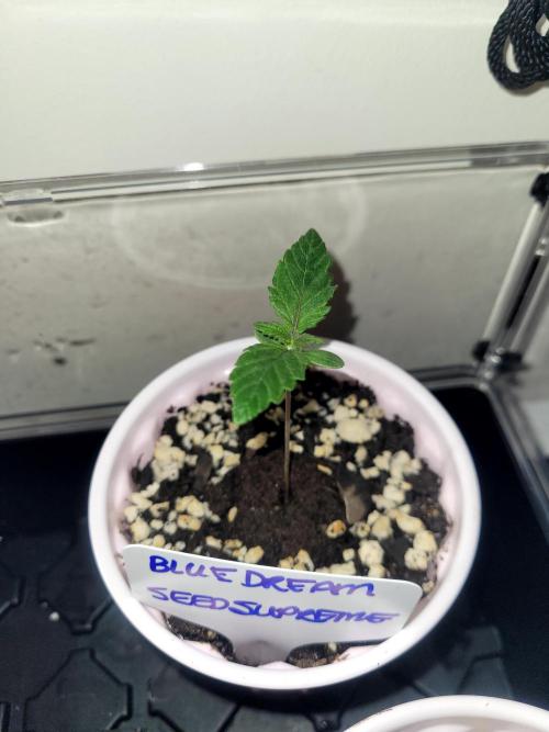 Blue Dream Seed Supreme. Week 1