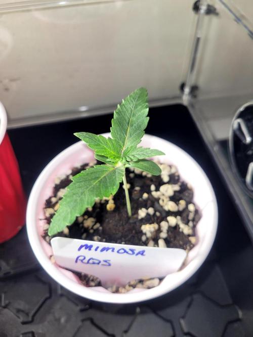 Mimosa Royal Queen Seeds. Week 1
