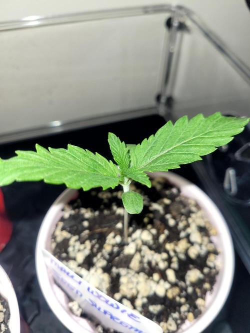Maui Wowie Seed Supreme. Week 1