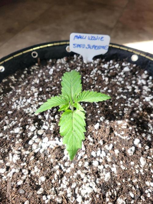 Maui Wowie Seed Supreme. Week 1 - She's been up-potted to 5 gal and under the big girl lights :-D