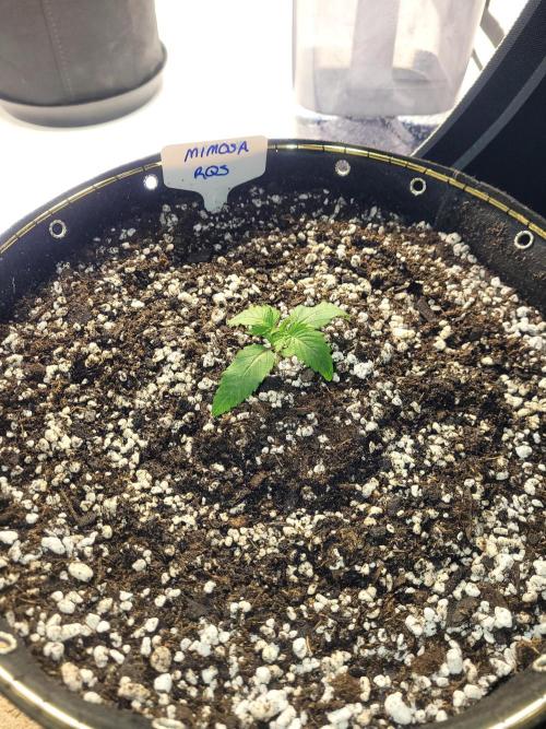 Mimosa Royal Queen Seeds. Week 1