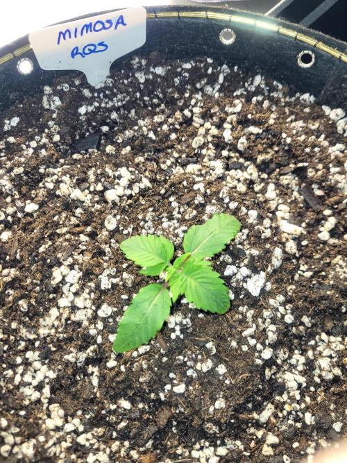 Mimosa Royal Queen Seeds. Week 1