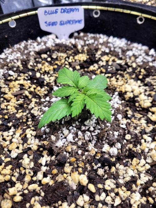 Blue Dream Seed Supreme. Week 1