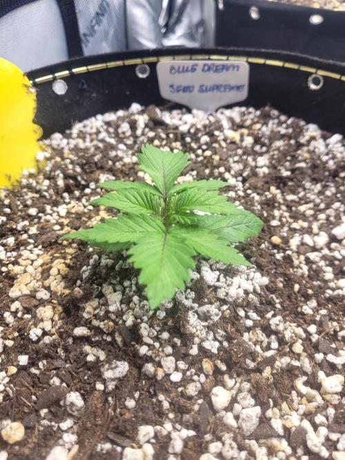 Blue Dream Seed Supreme. Week 2