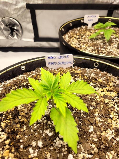 Maui Wowie Seed Supreme. Week 2
