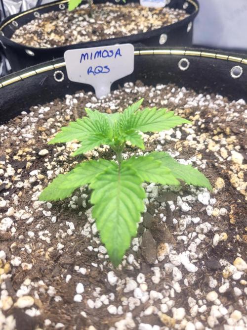 Mimosa Royal Queen Seeds. Week 2
