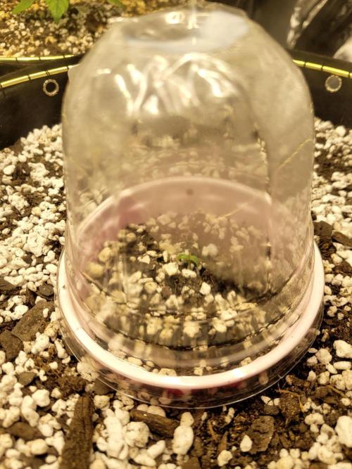 White Durban. Week 0