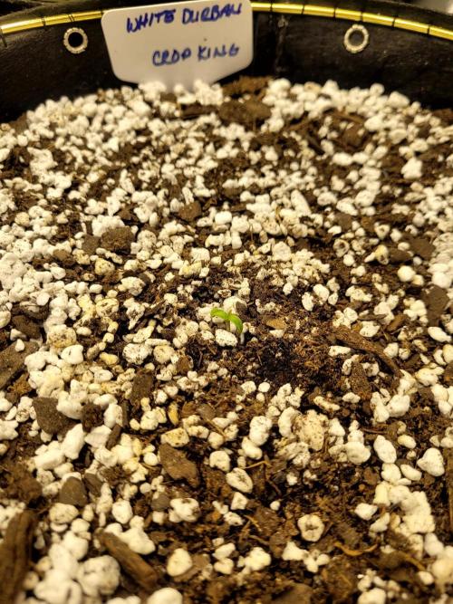 White Durban. Week 0