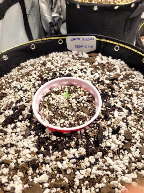 White Durban. Week 0