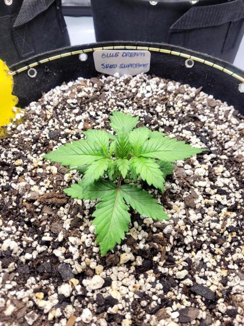 Blue Dream Seed Supreme. Week 2