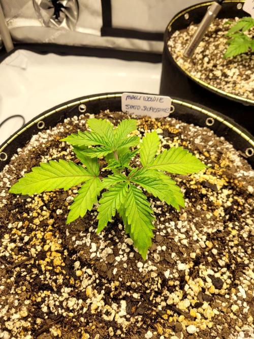 Maui Wowie Seed Supreme. Week 2