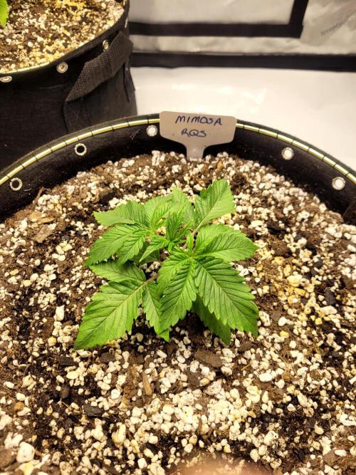 Mimosa Royal Queen Seeds. Week 2