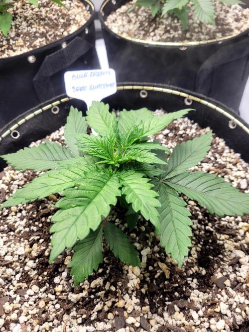 Blue Dream Seed Supreme. Week 2