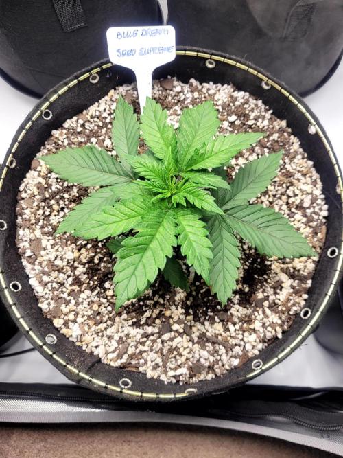 Blue Dream Seed Supreme. Week 2