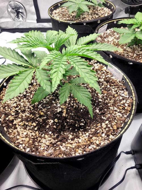 Maui Wowie Seed Supreme. Week 2