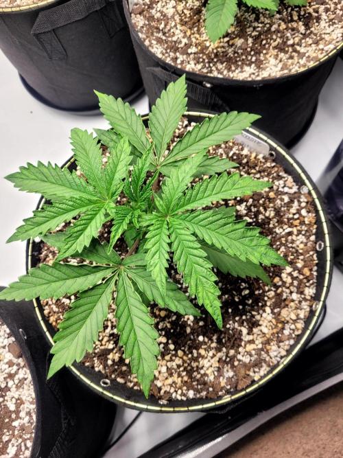 Maui Wowie Seed Supreme. Week 2