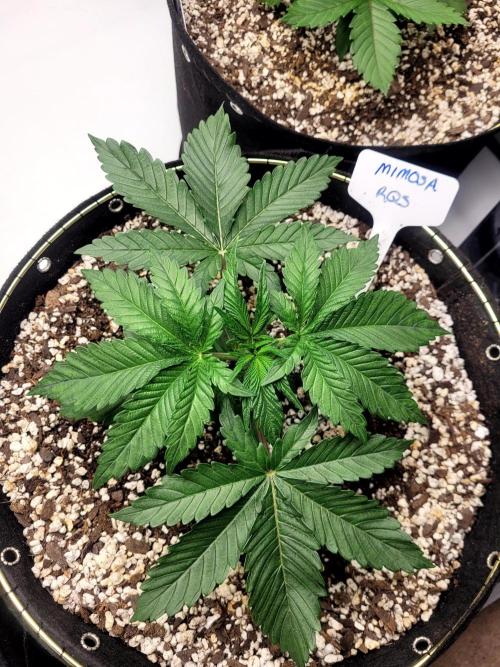 Mimosa Royal Queen Seeds. Week 2