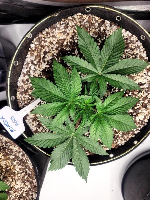 Mimosa Royal Queen Seeds. Week 2